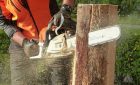Tree Pruning vs Lopping: Is there a difference?