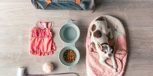 How to buy the best pet products online for your best friend?